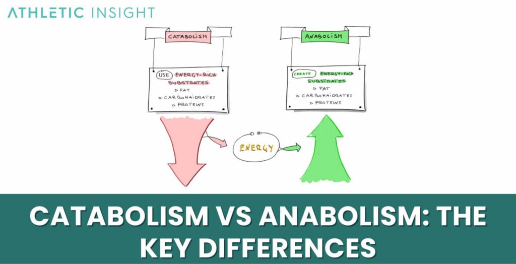 Catabolism vs Anabolism: The Key Differences - Athletic Insight